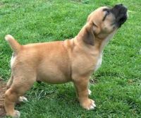 Africanis Puppies for sale in Anchorage, AK, USA. price: $300