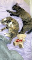 Afro-Chausie Cats for sale in Beaverton, OR, USA. price: NA