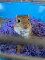 Agag Gerbil Rodents for sale in Antigo, WI 54409, USA. price: $5