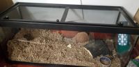 Agag Gerbil Rodents for sale in Francisco, IN 47649, USA. price: $20