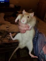 Agile Kangaroo Rat Rodents for sale in Madison, IL, USA. price: $60