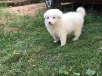 Aidi Puppies for sale in New York, NY 10001, USA. price: $300