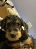 Airedale Terrier Puppies for sale in Wentzville, Missouri. price: $1,300
