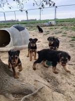 Airedale Terrier Puppies for sale in Elberfeld, Indiana. price: $700