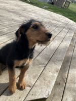 Airedale Terrier Puppies for sale in Stover, Missouri. price: $850