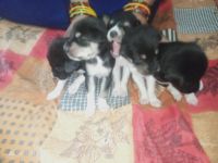 Akbash Dog Puppies Photos