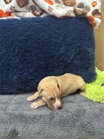 Akbash Dog Puppies for sale in Philadelphia, PA, USA. price: $800