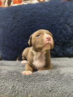 Beautiful female pitbull