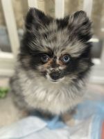 Akbash Dog Puppies for sale in Staten Island, NY, USA. price: $2,300