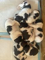 Emergency sell feel feee to contact me