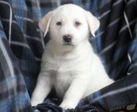 Akbash Dog Puppies for sale in Vancouver, BC, Canada. price: $500