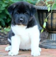 Akita Puppies for sale in Calgary, AB, Canada. price: $650
