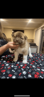 Akita Puppies for sale in Concord, CA, USA. price: $1,500