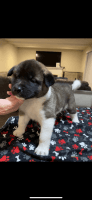 Akita Puppies for sale in Concord, CA, USA. price: $2,400