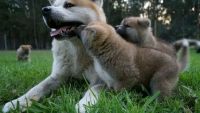 Akita Puppies for sale in Calgary, AB, Canada. price: NA
