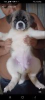 Akita Puppies for sale in North Providence, RI, USA. price: $1,100