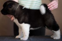 Akita Puppies for sale in San Francisco, CA, USA. price: $700