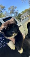Akita Puppies for sale in Mobile, AL, USA. price: $250