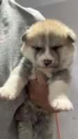 Akita Puppies for sale in Sunland, Los Angeles, CA 91040, USA. price: $1,200