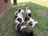 Akita Puppies for sale in Mobile, AL, USA. price: $500