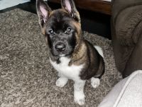 Akita Puppies for sale in Valley View, OH 44125, USA. price: $1,000