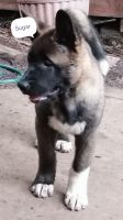 Akita Puppies for sale in Fort Worth, TX, USA. price: $150