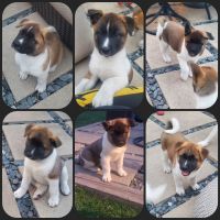 Akita Puppies for sale in Harvey, IL 60428, USA. price: $500