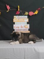 Akita Puppies for sale in Carthage, NC, USA. price: $500