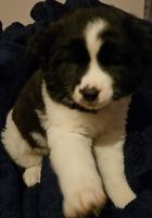 Akita Puppies for sale in Twin Lakes, WI, USA. price: $500