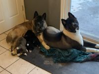 Akita Puppies for sale in Crawfordsville, Indiana. price: $800