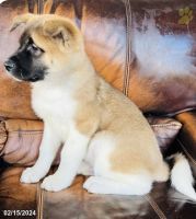 Akita Puppies for sale in Pittsburgh, Pennsylvania. price: $450