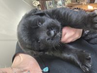 Akita Puppies for sale in Seymour, Tennessee. price: $300