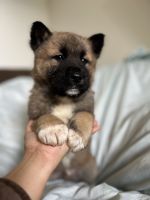 Akita Puppies for sale in Port Orchard, Washington. price: $250