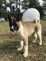 Akita Puppies for sale in Williston, MD 21629, USA. price: $750