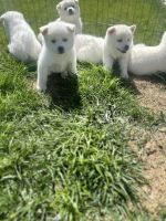 Akita Puppies for sale in Ontario, California. price: $55,000