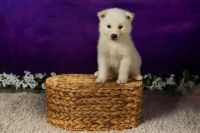 Akita Puppies for sale in Leesburg, Florida. price: $1,000