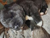 Akita Puppies for sale in Shelton, WA 98584, USA. price: $1,000