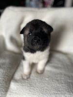 Akita Puppies for sale in Three Forks, Montana. price: NA