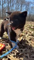 Akita Puppies for sale in Indianapolis, Indiana. price: $875