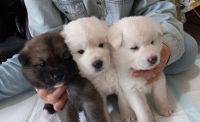 Akita Puppies Photos