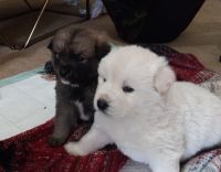 Akita Puppies for sale in Los Angeles, California. price: $500