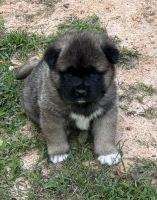 Akita Puppies for sale in Montevallo, Alabama. price: $900