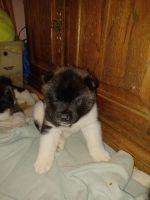 Akita Puppies for sale in Elkton, MD 21921, USA. price: $750