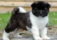 Akita Puppies for sale in Pirates Well, The Bahamas. price: $500