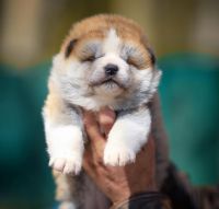 Akita Puppies for sale in 15 Königs Wusterhausen, Germany. price: 1,100 EUR