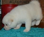 Akita Puppies for sale in California Ave, Windsor, ON, Canada. price: NA