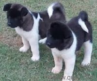 Akita Puppies for sale in California Ave, Windsor, ON, Canada. price: $350