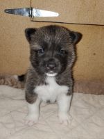 Akita Puppies for sale in Mead, WA, USA. price: $1,200