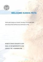 Akita Inu Puppies for sale in 2, Viraj Khand Rd, Vastu Khand, Gomti Nagar, Lucknow, Uttar Pradesh 226010, India. price: 9,999 INR