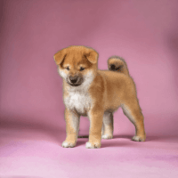 Akita Inu Puppies for sale in Texas City, TX, USA. price: $4,000